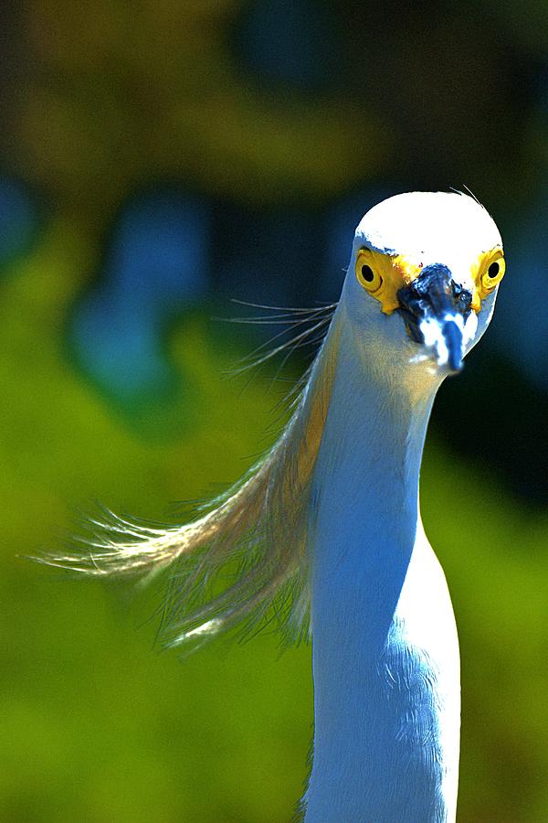 Fuzzy Billed Snowy by Don Columbus Fuzzy Billed Snowy by Don Columbus