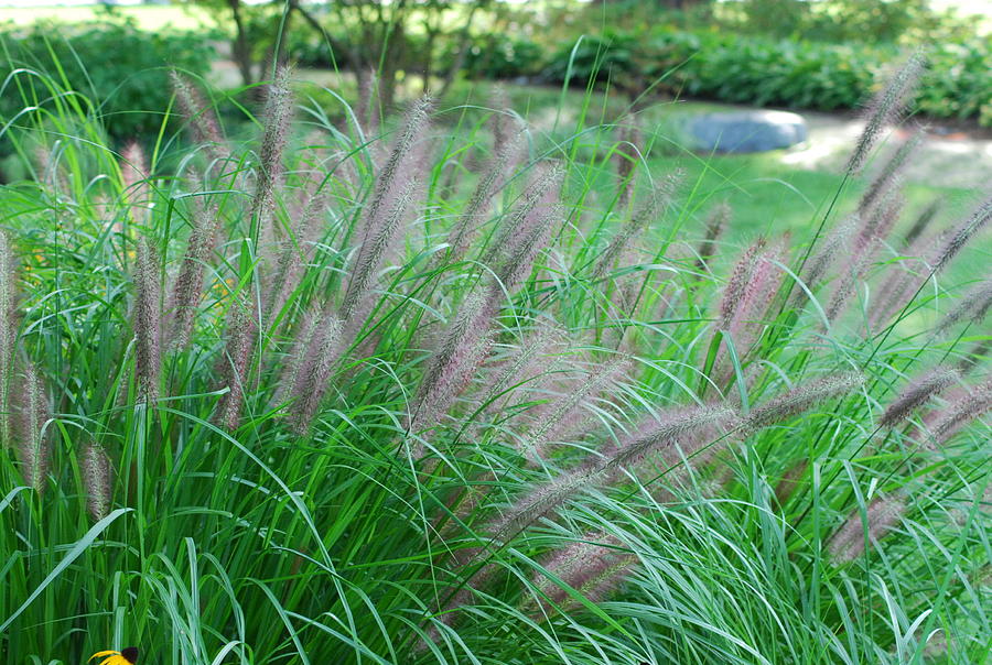 Fuzzy Cat Tail Grass Photograph by Ee Photography