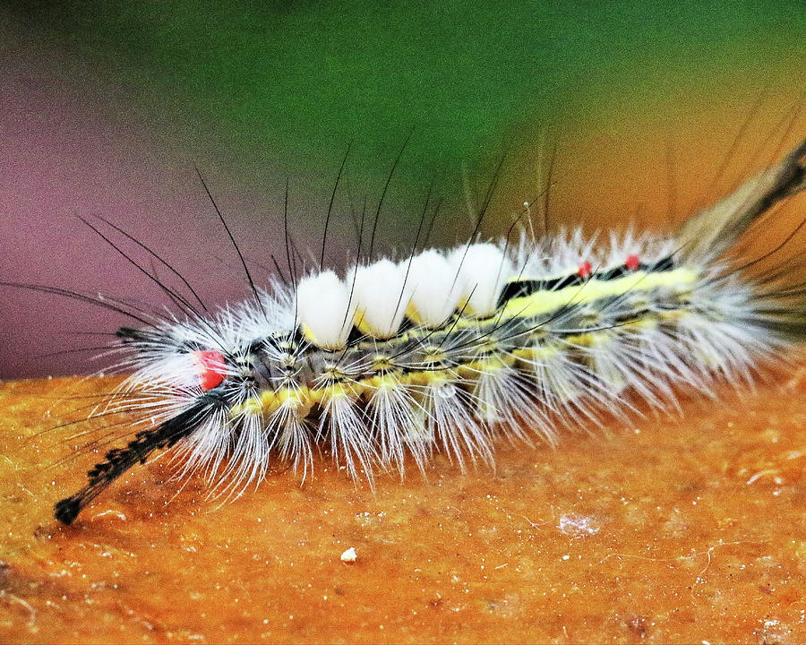 Fuzzy Caterpillar White Marked Tussock Photograph by Arvin Miner - Pixels