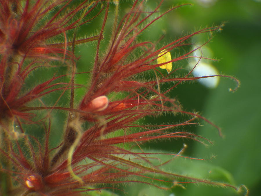 Fuzzy Flower Plant Photograph by Jo Jurkiewicz Pixels