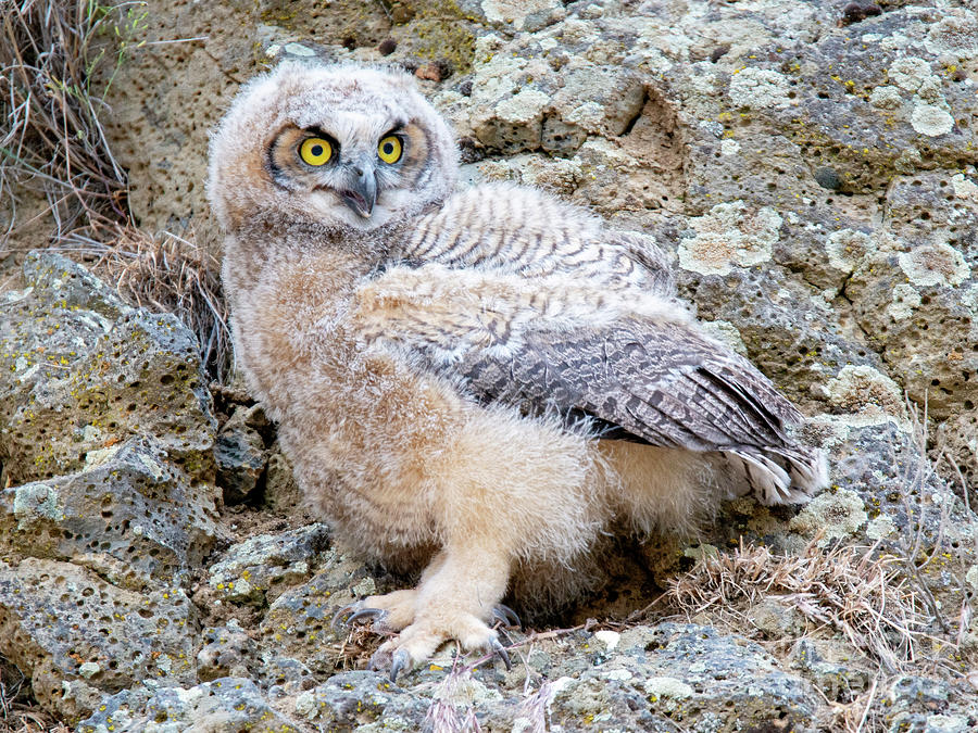 Fuzzy Owlet Photograph by Michael Dawson