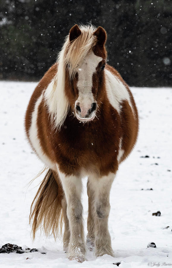 Fuzzy Pony Photograph by Jody Partin