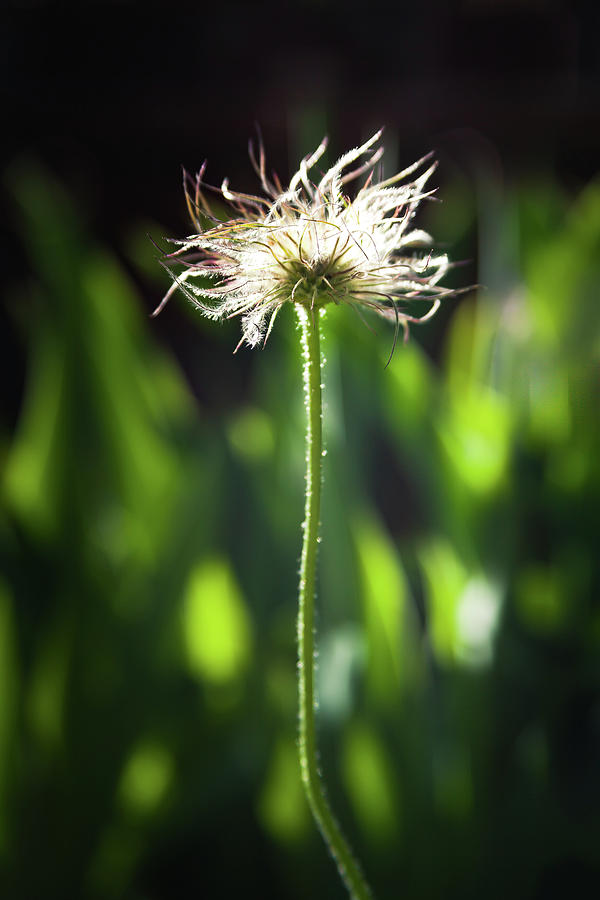 Fuzzy Spring Flower by Jeanette Fellows Fuzzy Spring Flower by Jeanette Fellows