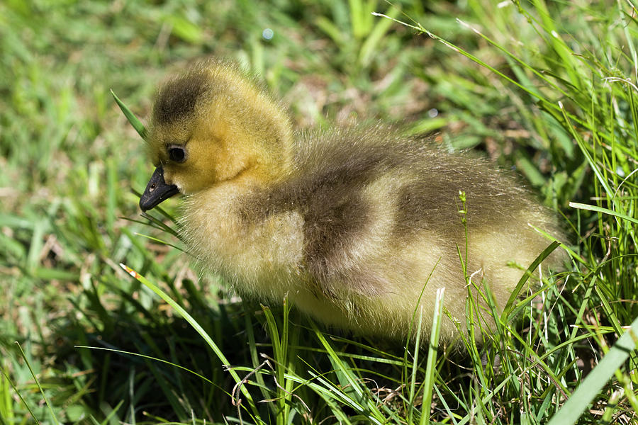 Fuzzy Yellow Canada Goose Baby Photograph by Kathy Clark