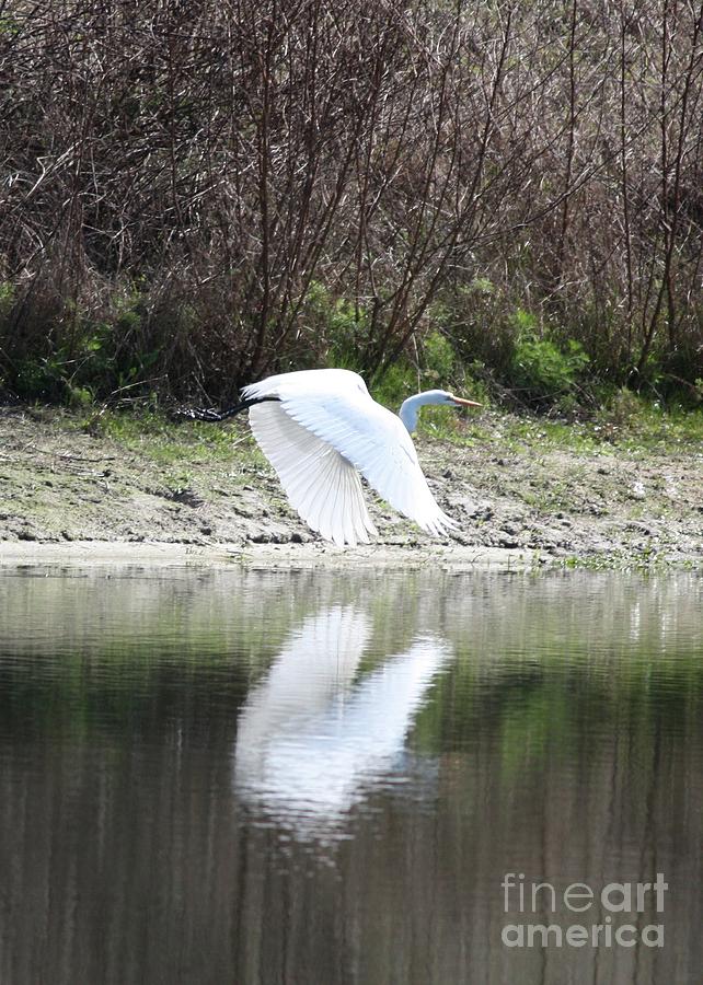 Fying Great Egret Reflection Photograph by Carol Groenen