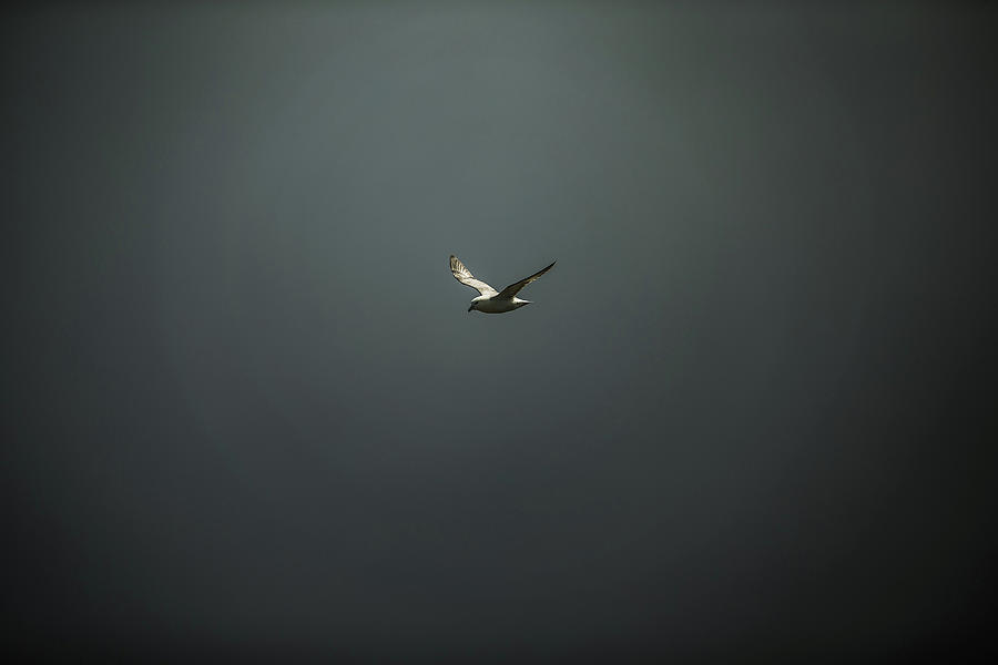 Fyling Seagull, Faeroe Islands Photograph by Christoph Jorda