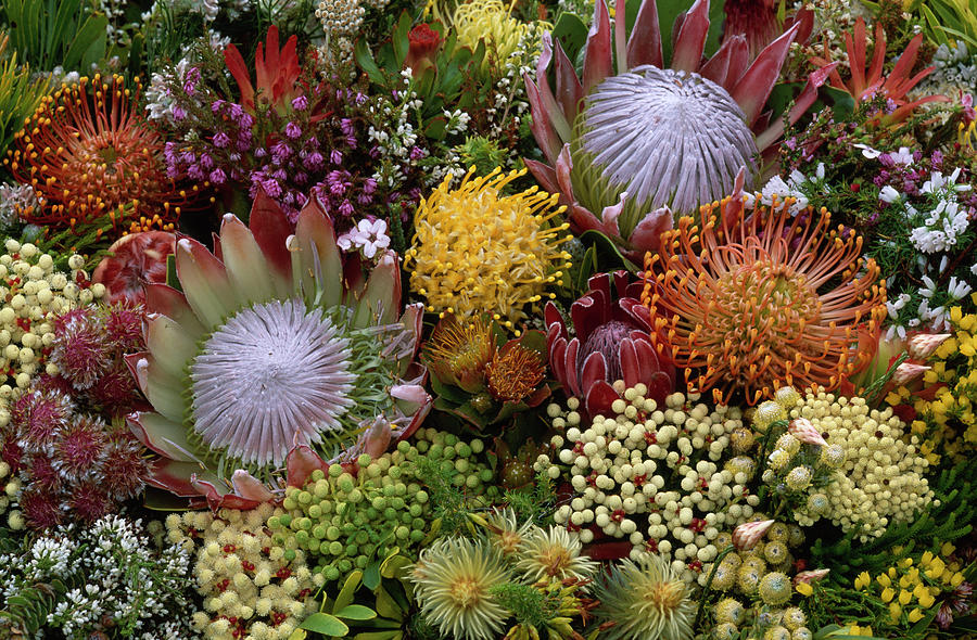 Fynbos Flowers Known For Its High Photograph by Nhpa