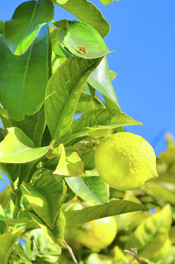 G O L D Lemon Tree And Evil Insect. Digital Art