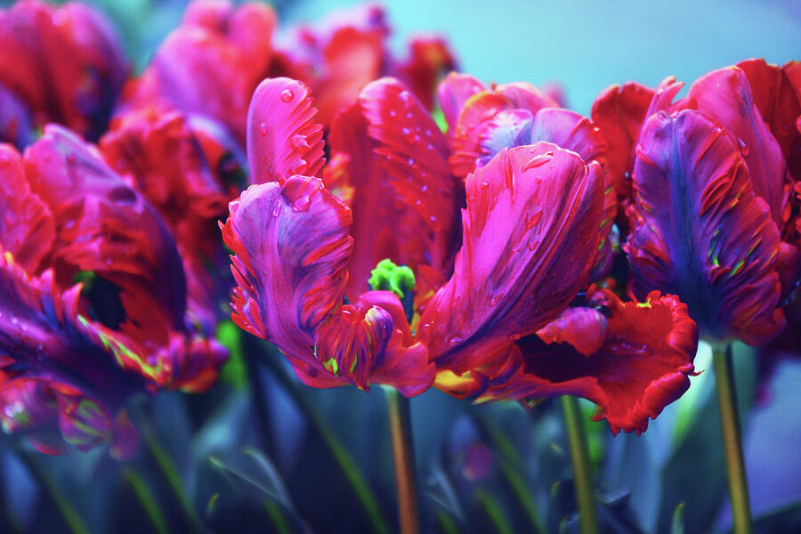 Tulip Rococo Photograph by Jessica Jenney