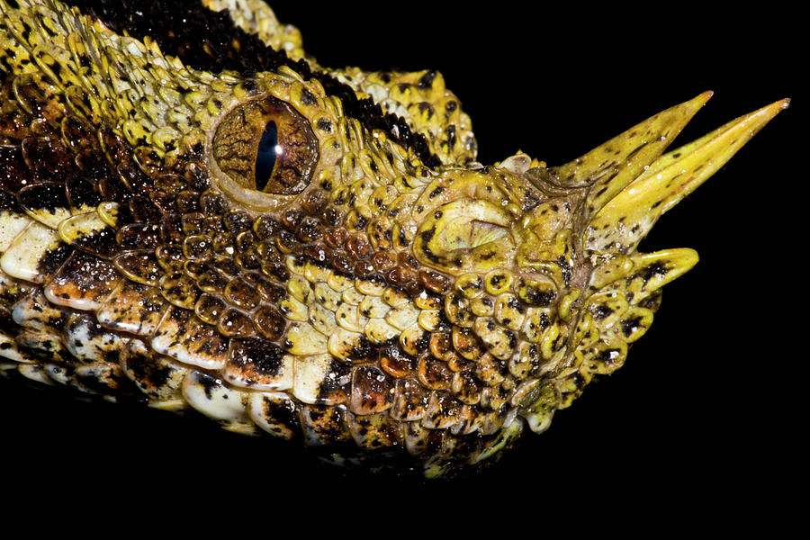 Gaboon Viper Bitis Nasicornis Photograph by Dante Fenolio - Fine Art ...