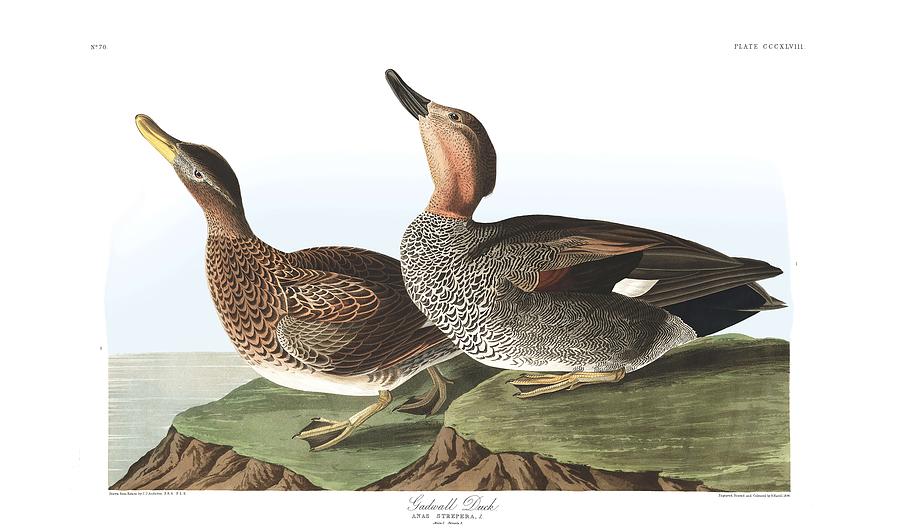 Duck Painting - Gadwall Duck by John Audubon by Celestial Images