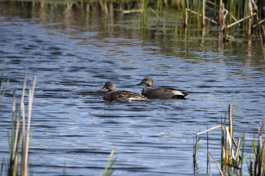 Gadwall Hen And Drake No. 2 Photograph by Janice Adomeit