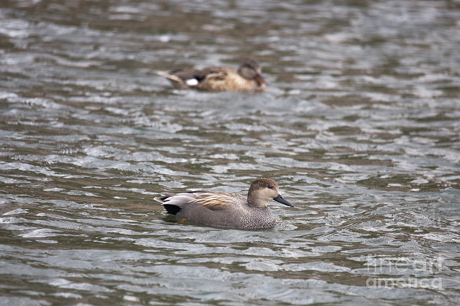 Gadwall Photograph by Reva Dow