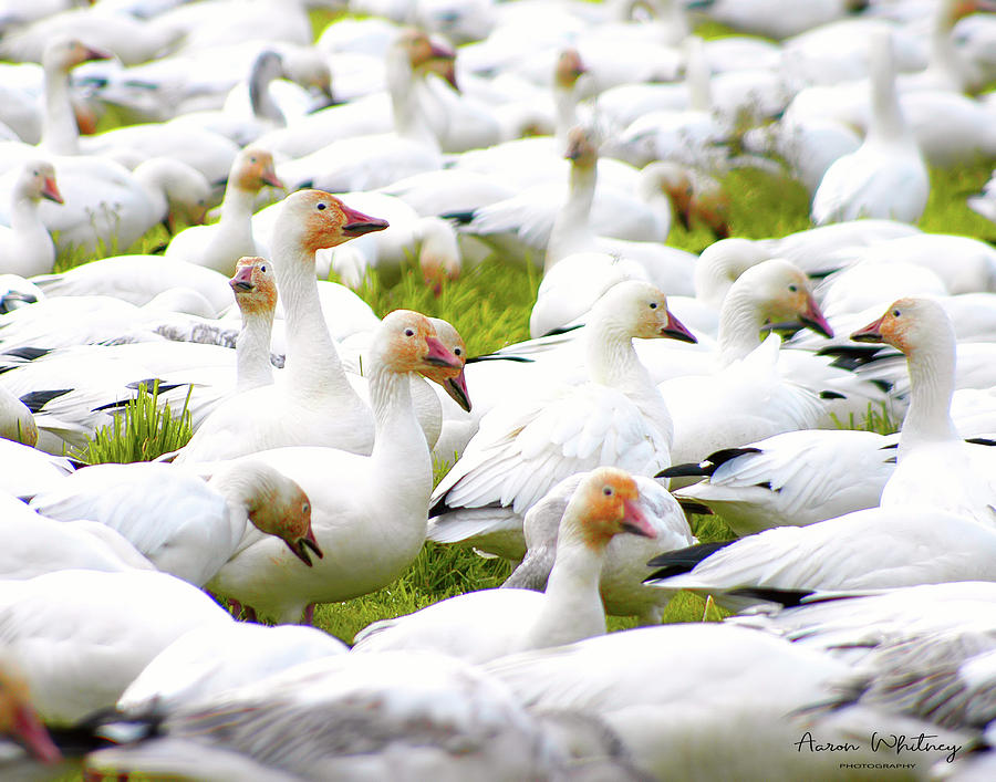 Goose Photograph - Gaggle 2334 by Aaron Whitney Goose Photograph - Gaggle 2334 by Aaron Whitney