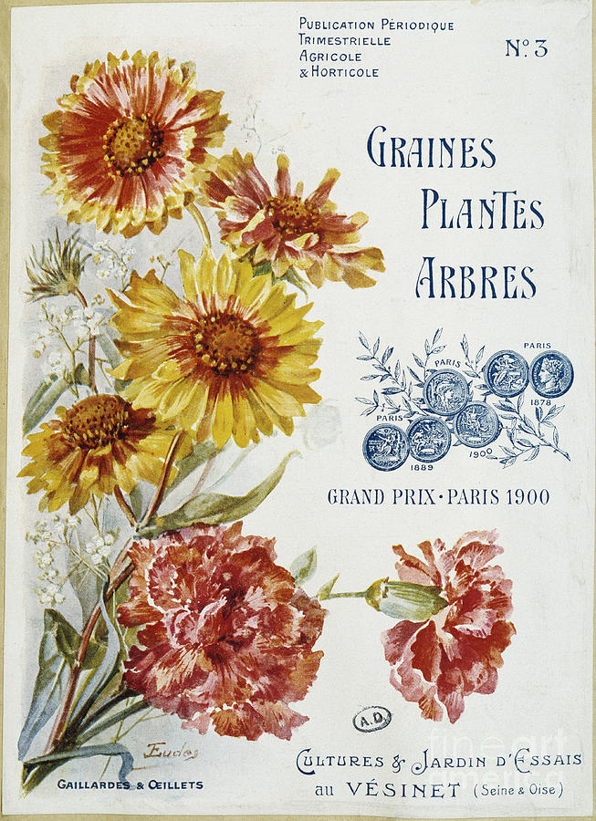 Flowers Still Life Drawing - Gaillardes And Carnations - Cover Of The Magazine “seeds Plants Trees”, No. 3, 1900. by French School