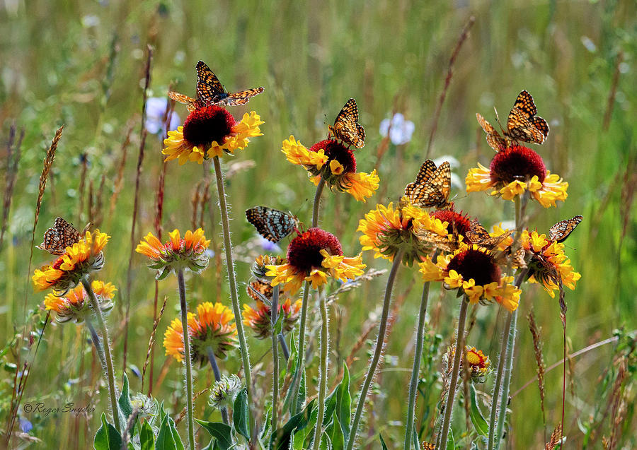 Gaillardia/Blanket Flower Butterflies Photograph by Roger Snyder