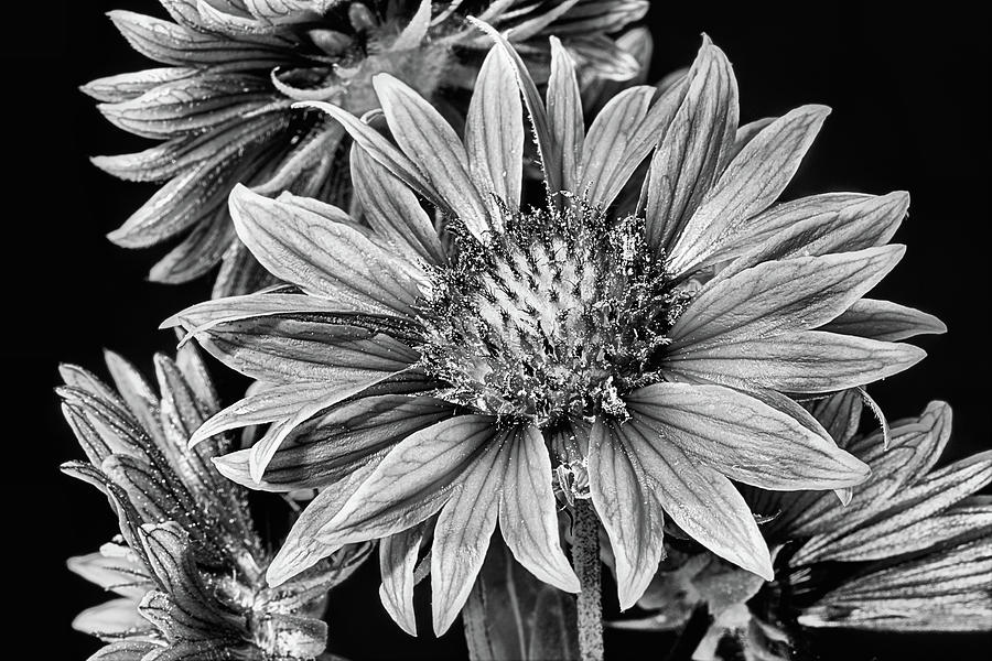 Gaillardia Bouquet Black and White Photograph by JC Findley