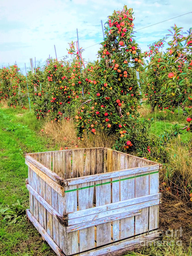 Gala Apples Photograph by Janice Drew