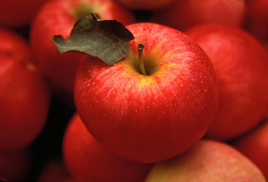 Gala Apples Photograph by Lyle Leduc