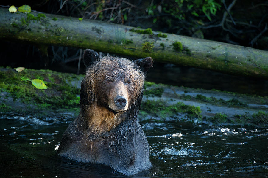 Wildlife Photograph - Galabidu in the Great Bear RainForest by Ted Hesser Wildlife Photograph - Galabidu in the Great Bear RainForest by Ted Hesser