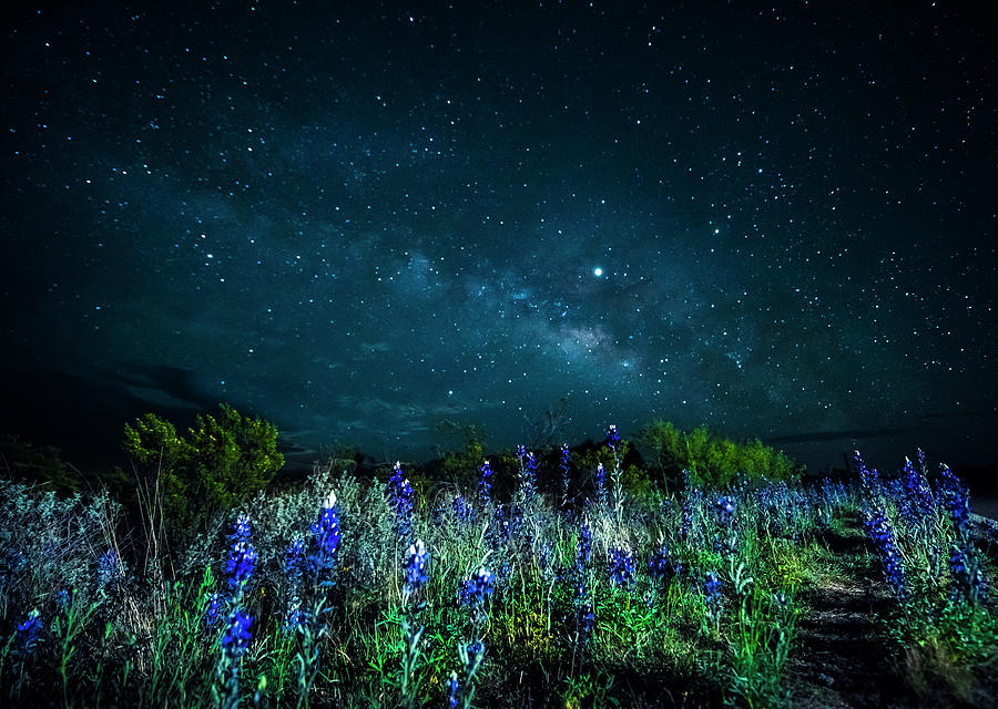 Nature Photograph - Galactic Bluebonnets by David Morefield