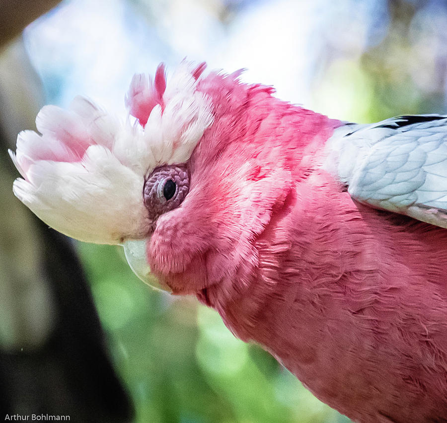 Galah Cockatoo Photograph by Arthur Bohlmann