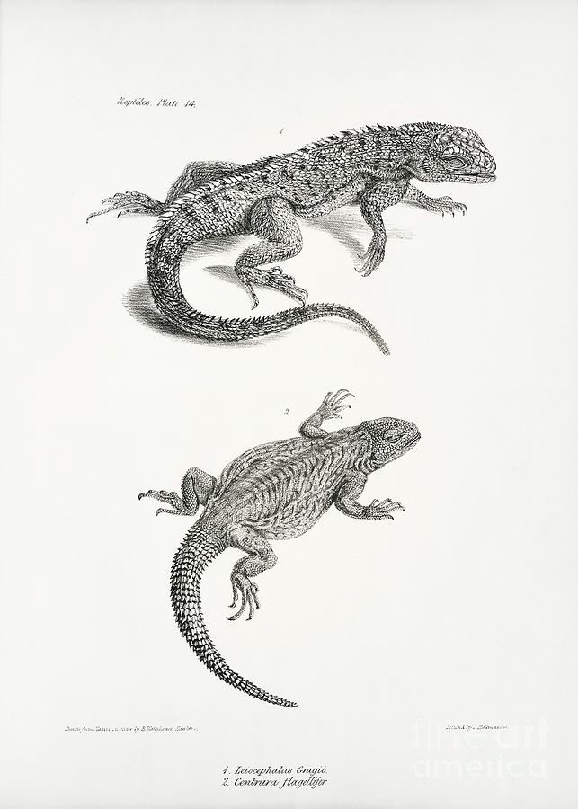 Nature Photograph - Galapagos And South American Lizards by Library Of Congress, Rare Book And Special Collections Division/science Photo Library