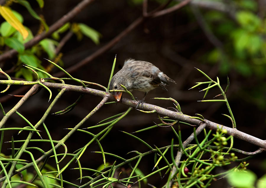 Galapagos Finch Cracking A Seed Photograph by Michael Lustbader