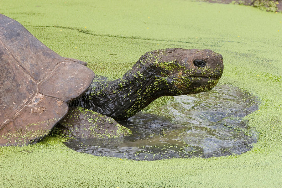 Galapagos Giant Tortoise Photograph by David Hosking