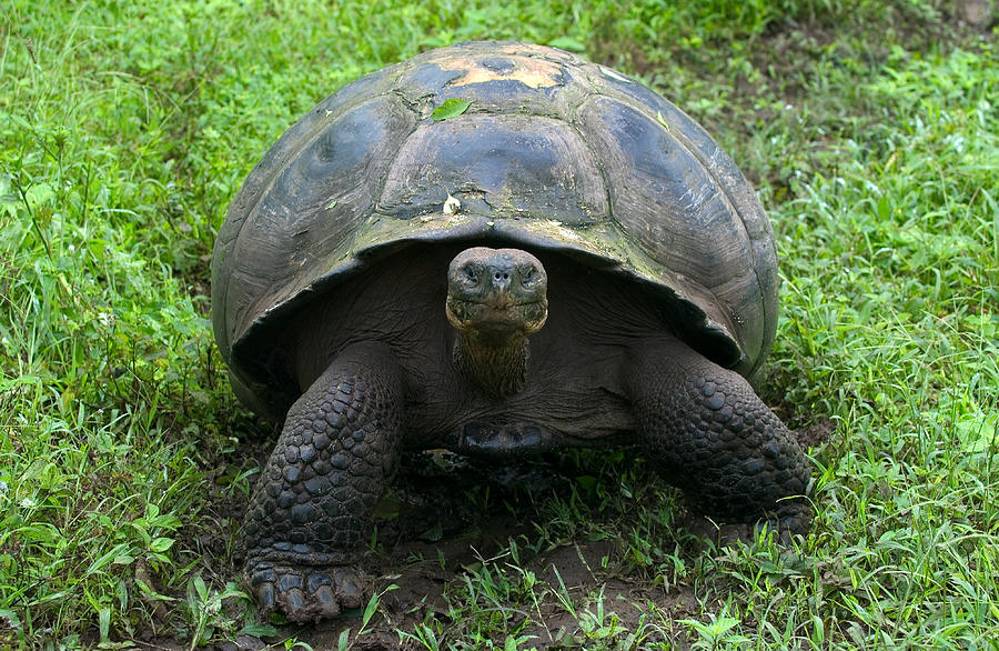 Galapagos Giant Tortoise Photograph by Michael Lustbader