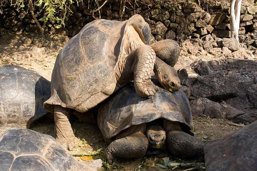 Galapagos Giant Tortoises Photograph by David Hosking