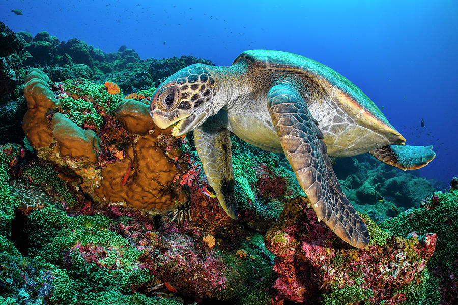 Galapagos Green Turtle Swimming Over Reef, Galapagos Photograph by Alex ...