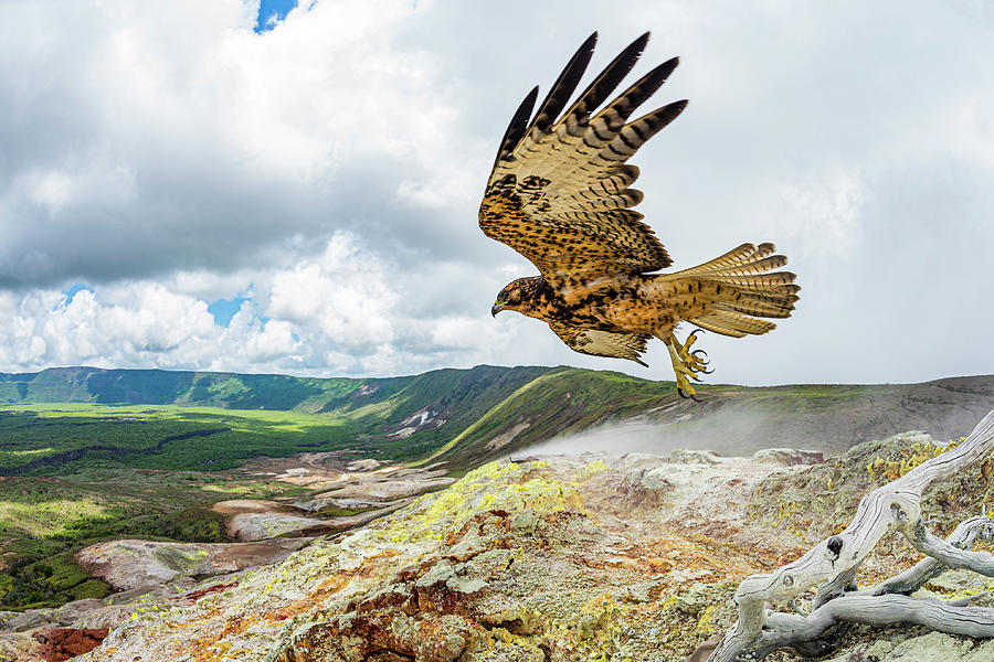 Galapagos Hawk In Flight, Alcedo Volcano, Isabela Island Photograph by ...