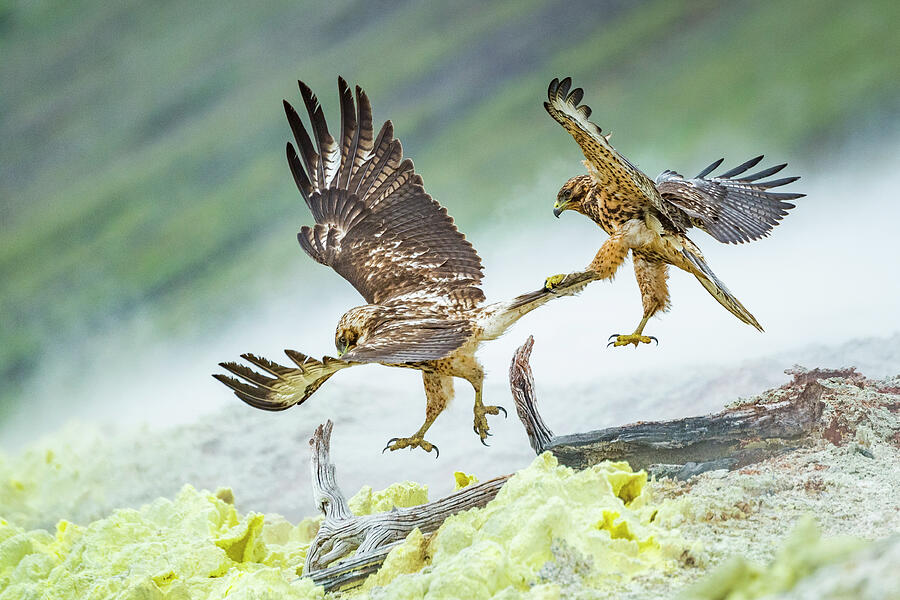 Galapagos Hawk Juveniles Play Fighting Mid-air - One Photograph by Tui ...