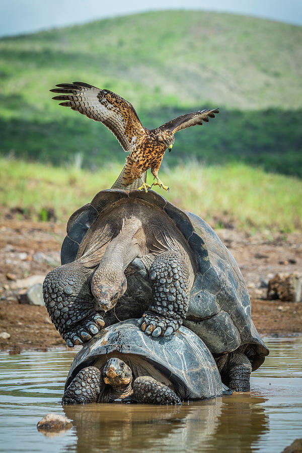 Galapagos Hawk Landing On Mating Pair Of Galapagos Giant Photograph by ...