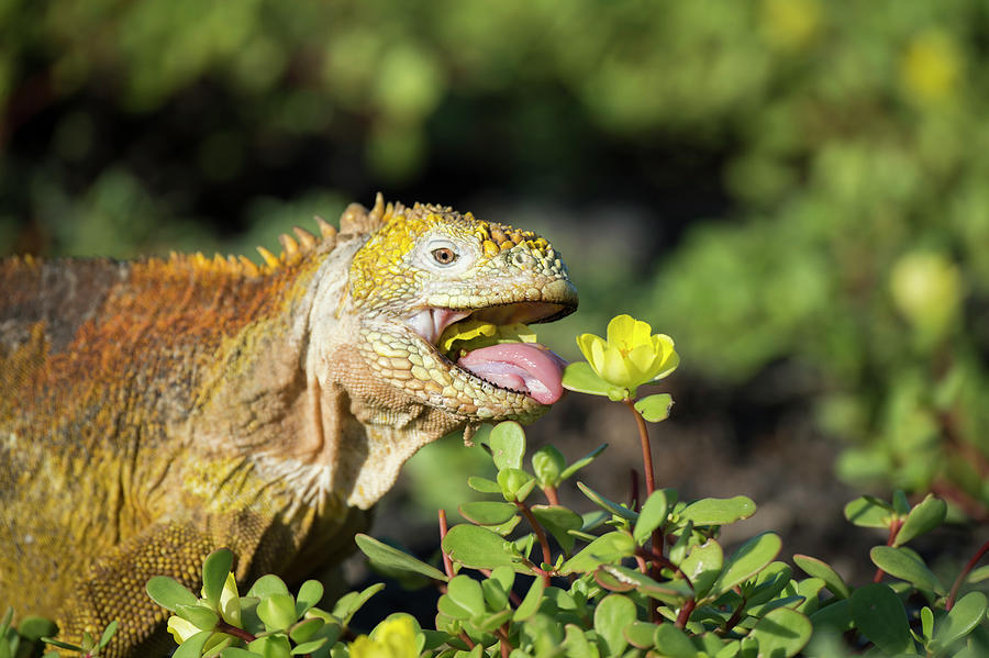 Galapagos Land Iguana Eating Flower Photograph by Tui De Roy