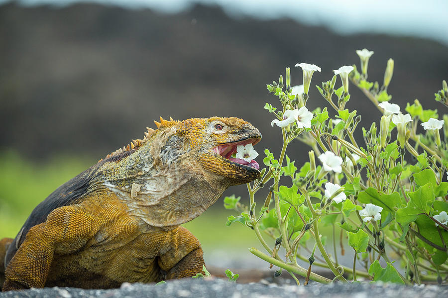 Galapagos Land Iguana Eating Flowers Photograph by Tui De Roy