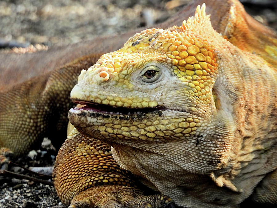 Galapagos Land Iguana Photograph