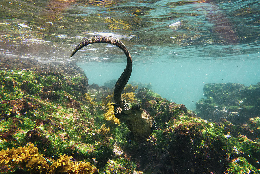 Galapagos Marine Iguana Seen From Behind Swimming Away And Feeding ...