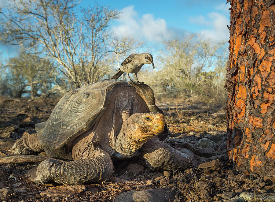 Galapagos Mockingbird And Saddleback Tortoise Photograph by Tui De Roy