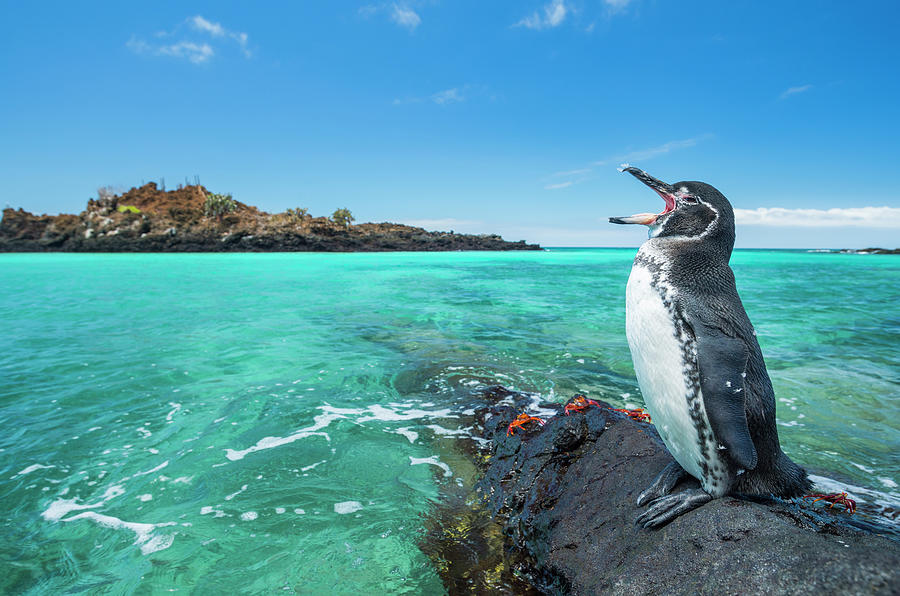 Galapagos Penguin Calling Photograph by Tui De Roy