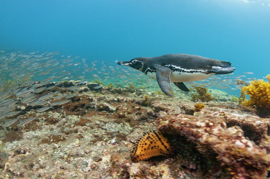 Galapagos Penguin Fishing Photograph by Tui De Roy