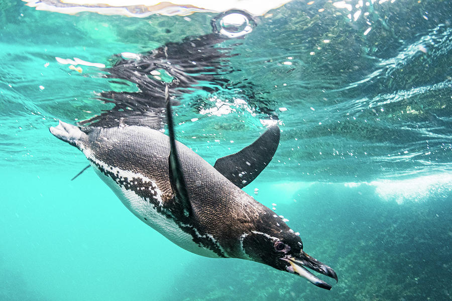 Galapagos Penguin Hunting, Galapagos, Ecuador Photograph by Shane Gross