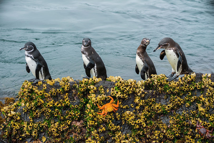 Galapagos Penguin On Rock Photograph by Tui De Roy