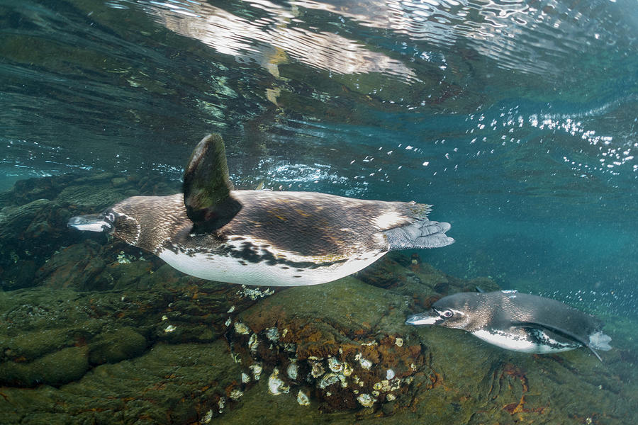 Galapagos Penguin Pair Swimming Photograph by Tui De Roy