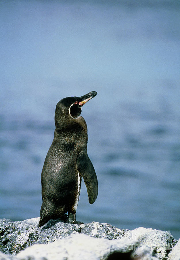 Galapagos Penguin (spheniscus Mendiculus) On Rock Photograph by John Beatty/science Photo Library