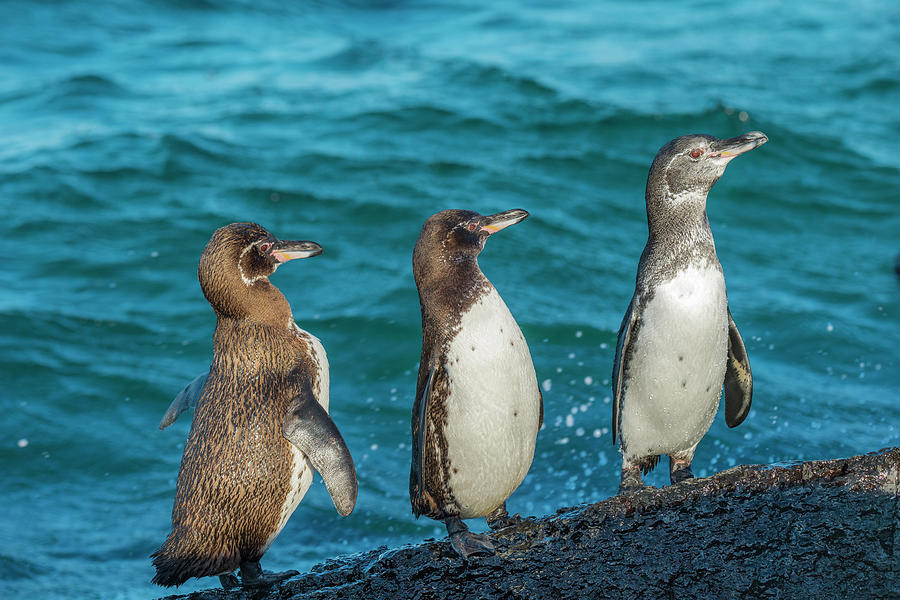 Galapagos Penguin Trio Photograph by Tui De Roy