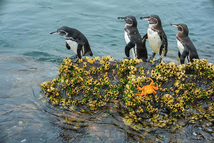 Galapagos Penguins On Cape Douglas Photograph by Tui De Roy
