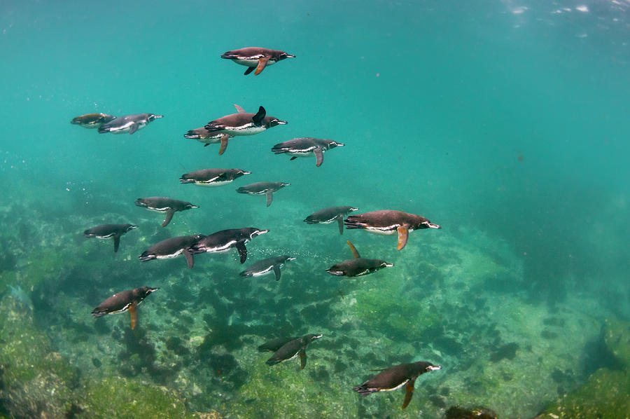 Galapagos Penguins Swimming Underwater Photograph by Tui De Roy