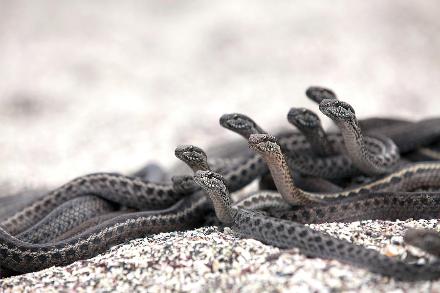 Galapagos Racer Snakes Group Alert Watching For Prey, Galapagos